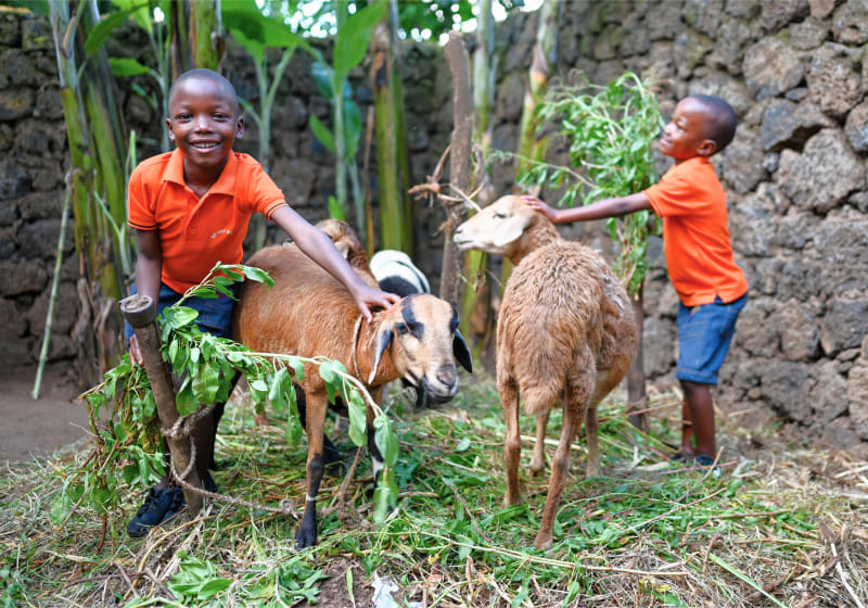 Sheep Farming Startup