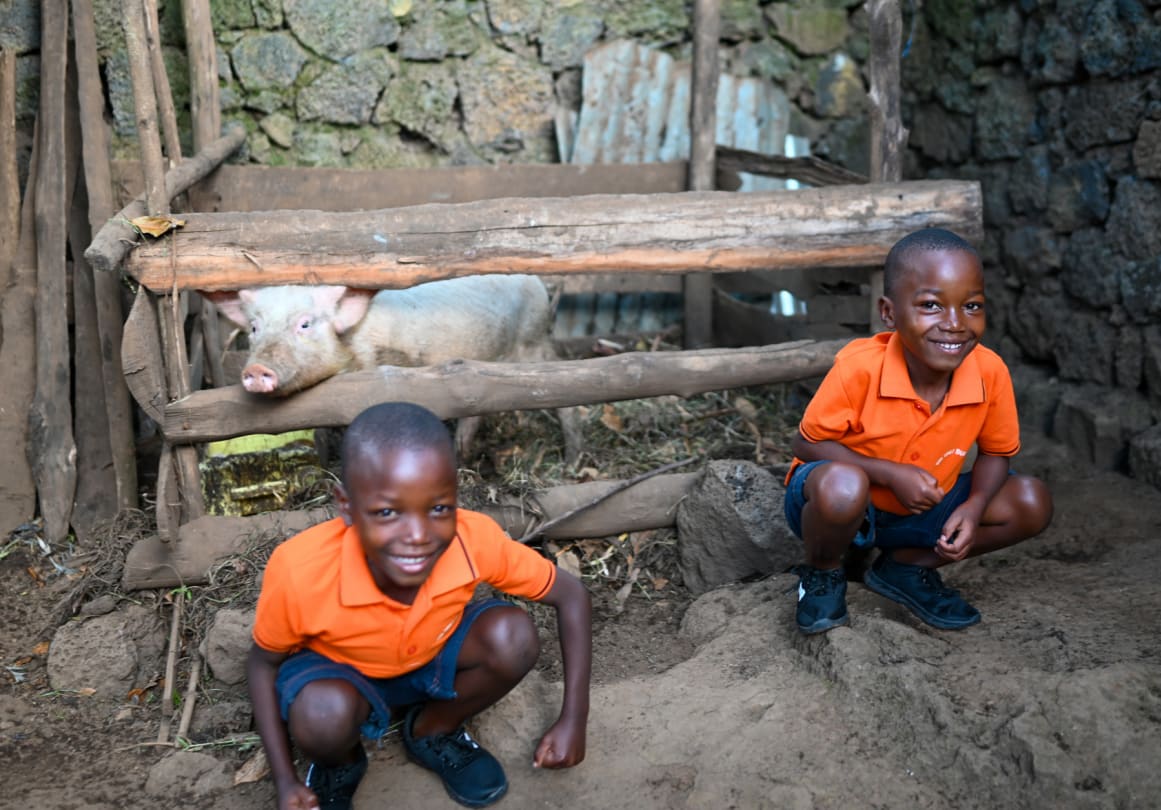 Pig Farming in Rwanda