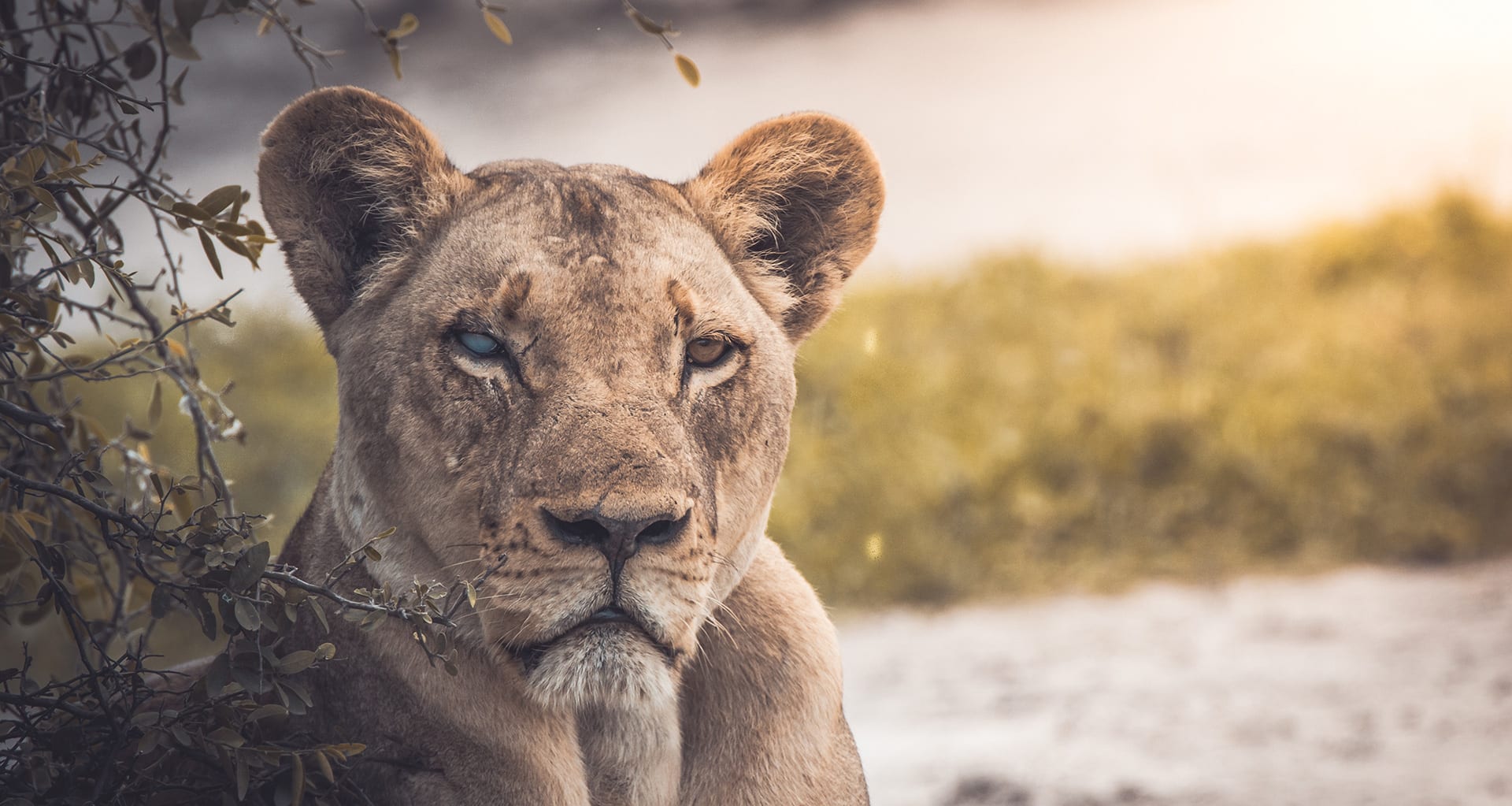 The Most Dangerous Animal in the World Isnt What You Think