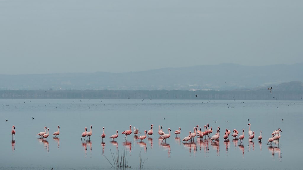 Pink flamingos in a lake.