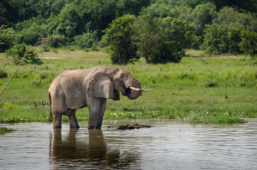 An elephant drinking from a stream.
