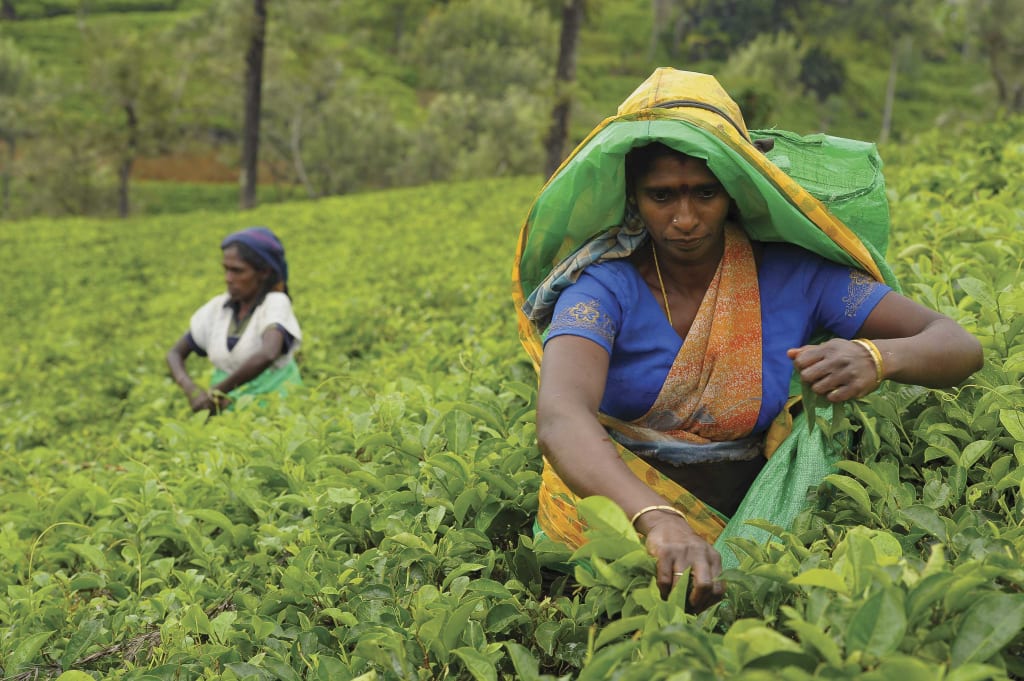 Sri Lankan women picking tea leaves.