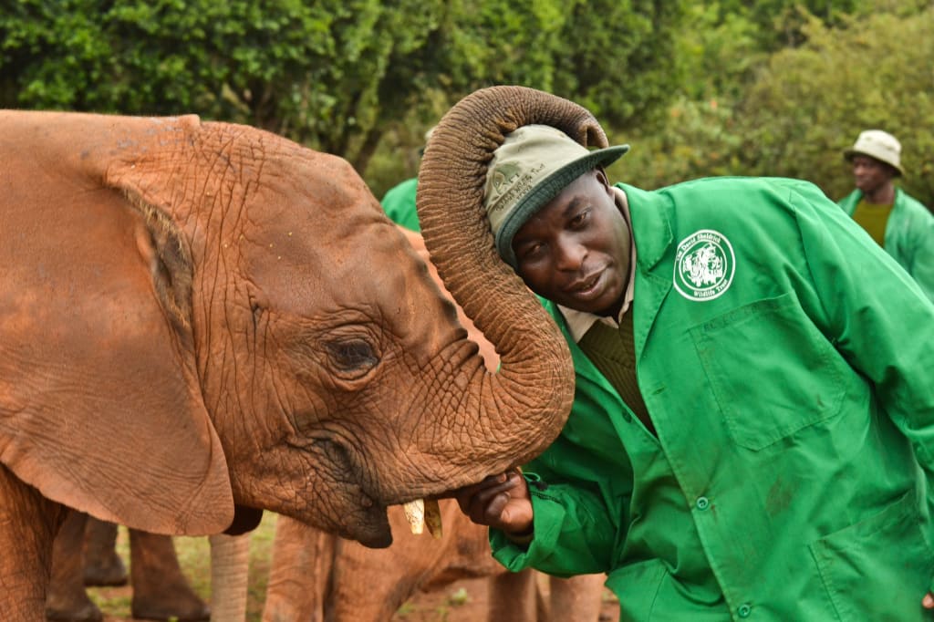 Edwin Lukhuwa stands by a baby elephant as the animal wraps it's trunk around his head playfully