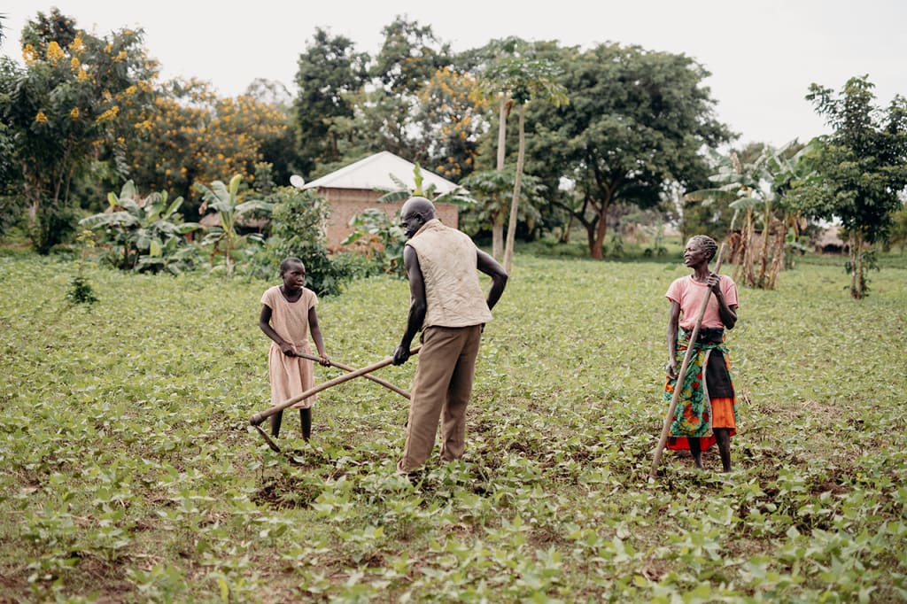 A man, a woman and a little girl are in a field using hoes to garden.