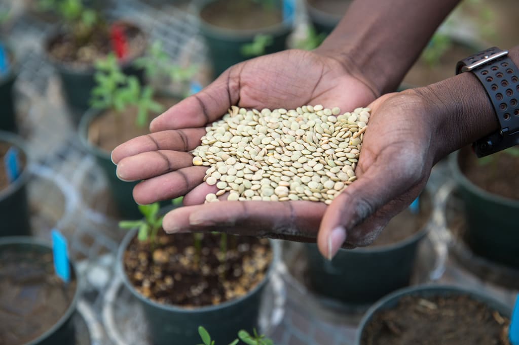 A pair of hands holds lots of seeds with pots of plants in the background.