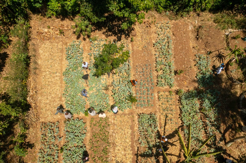 An aerial picture of a garden with different plots of plants. There are people in the garden.