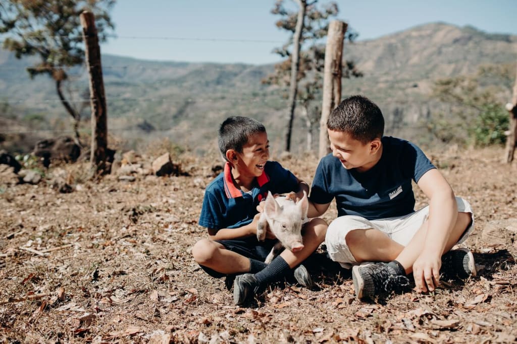 Two little boys sit together with a pig in the middle of them
