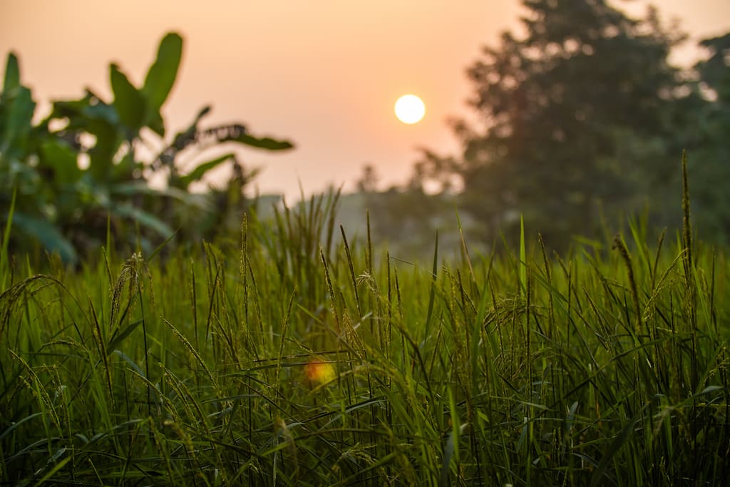 Close up of a rice field, with setting sun and banana trees in the background