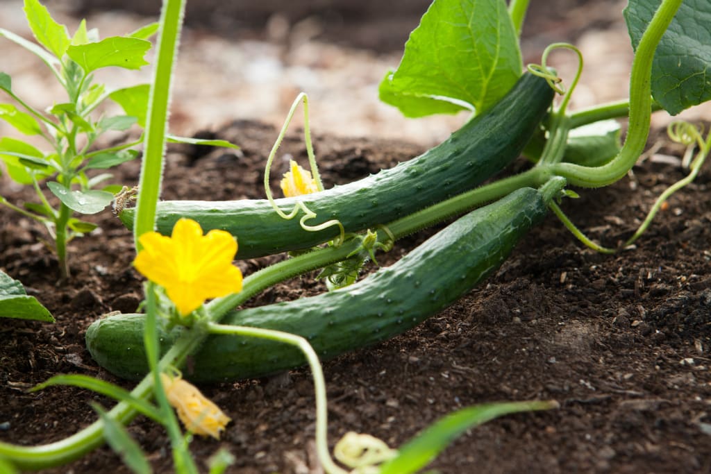 cucumber plants producing fruit, with yellow flowers low to the ground.