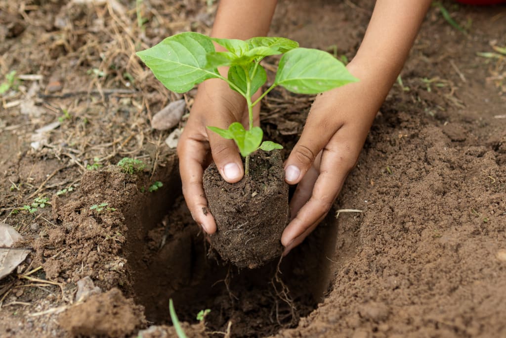A pair of young hands places a seedling into a hole prepared in the earth