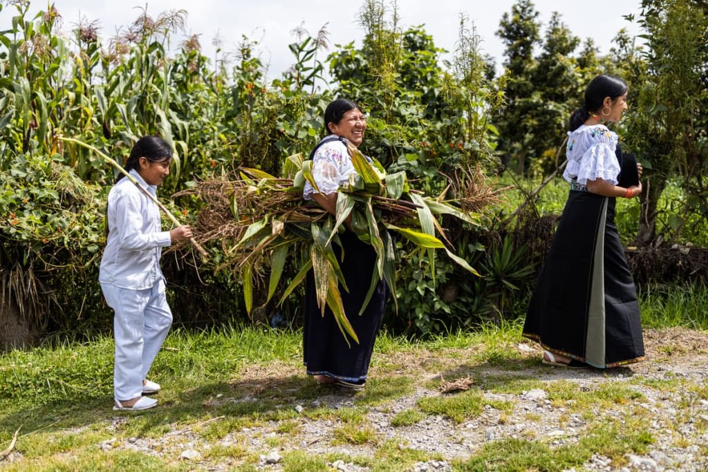 A woman carries stalks of corn in between two children as they walk.