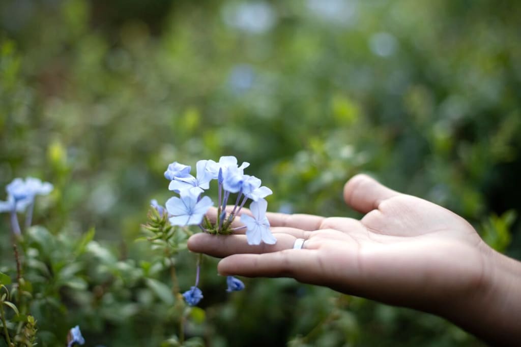 A woman's hand holds a wildflower.