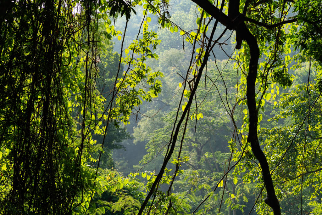 Trees and vines in a rainforest