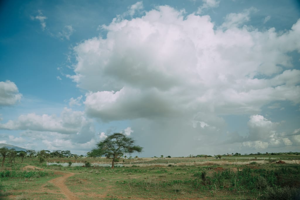 A Kenyan landscape with a large tree and expansive sky.