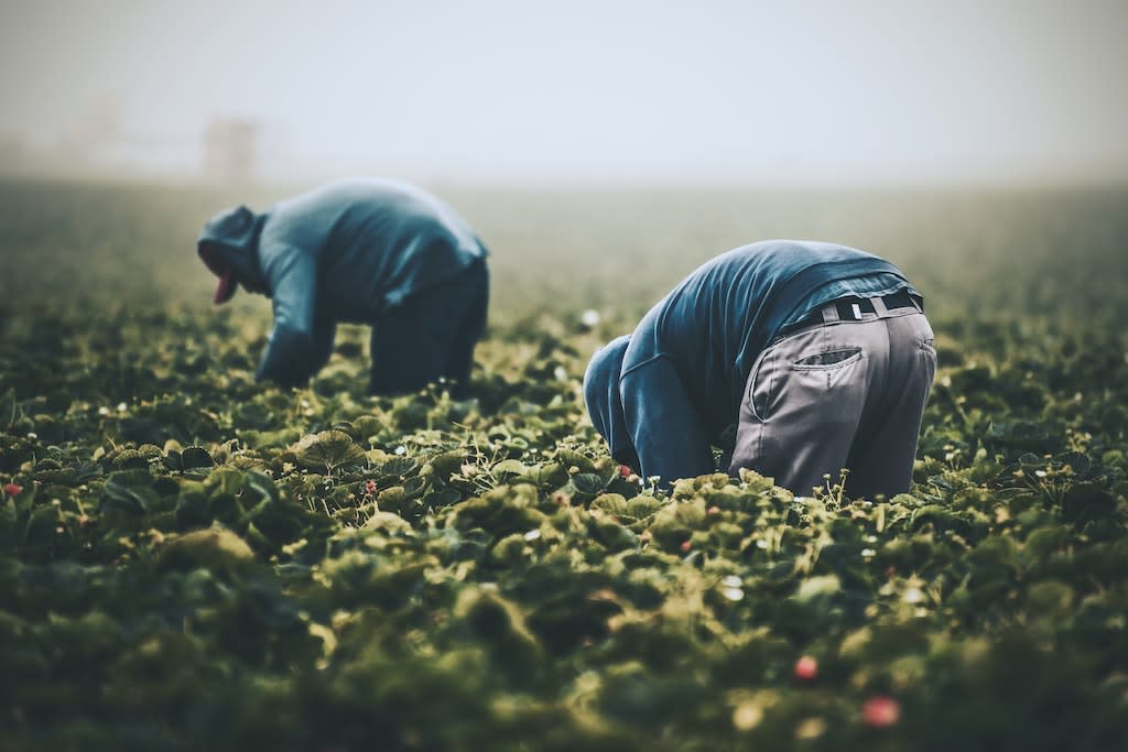 Two workers in a field.
