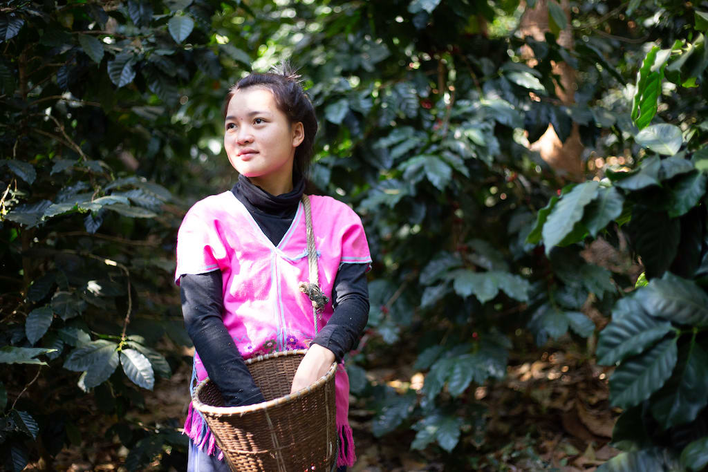 In Thailand, 20-year-old Janjira is wearing a pink Karen shirt. She is outside picking coffee cherries during a school break.