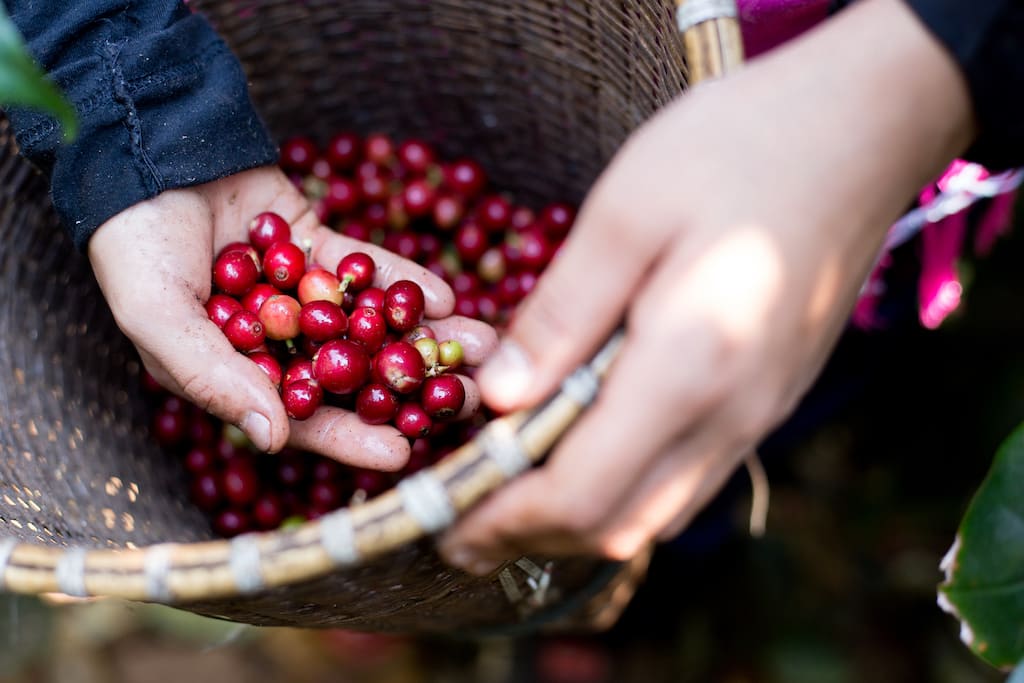 A close-up of Janjira's hands reaching in a basket and pulling out coffee cherries.