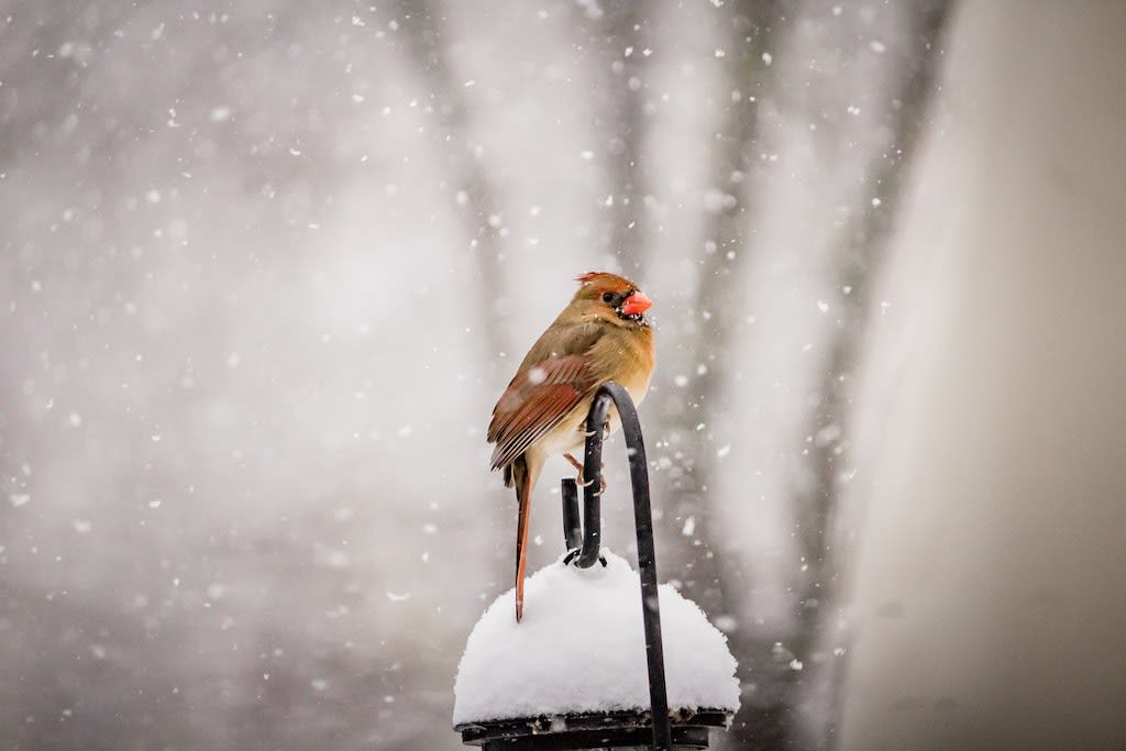 A orange and yellow bird sits on top of a bird feeder in the snow.