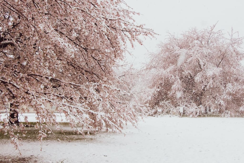 Cherry blossom trees are covered with snow