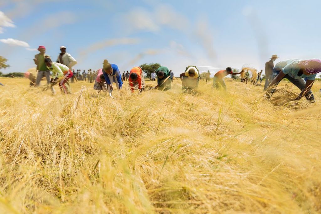 A group of teenagers working in a wheat field.