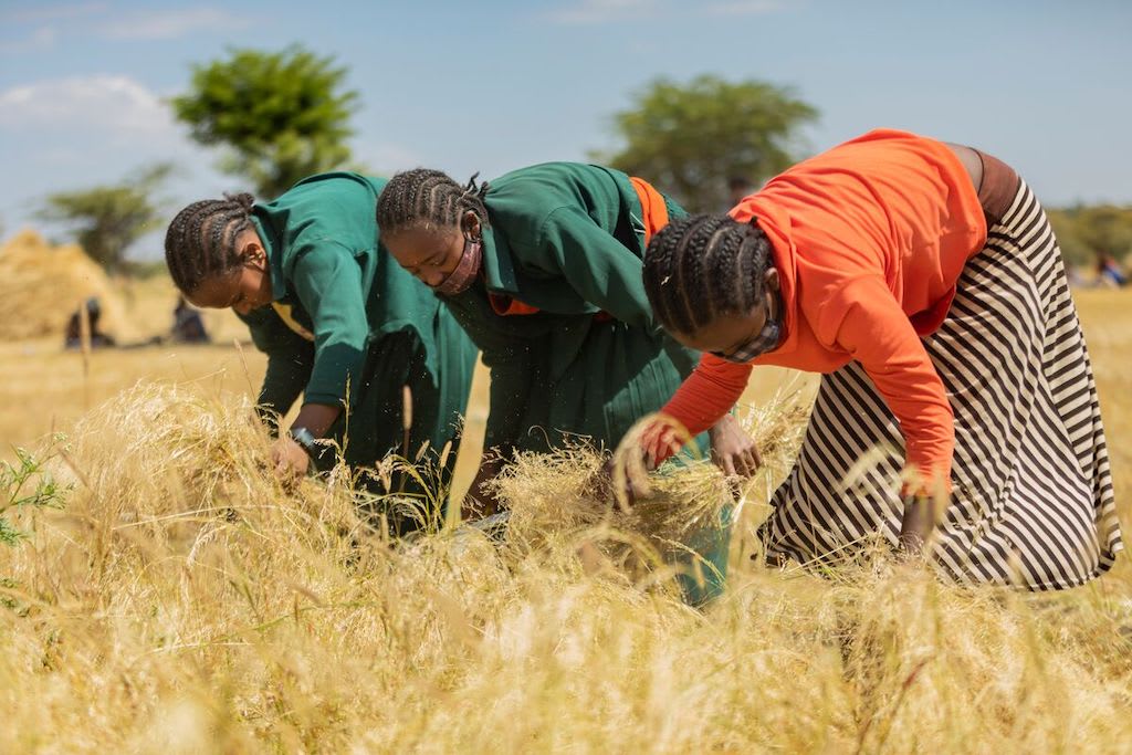 Three teen girls work to harvest crops.