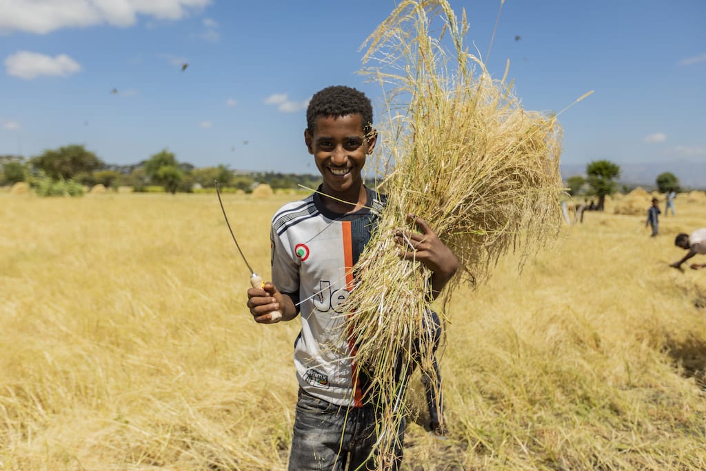 A teenage Ethiopian boy stands with an armful of harvested wheat, and a harvesting tool in the other hand. He is wearing a grey sports shirt and jeans, and is smiling.