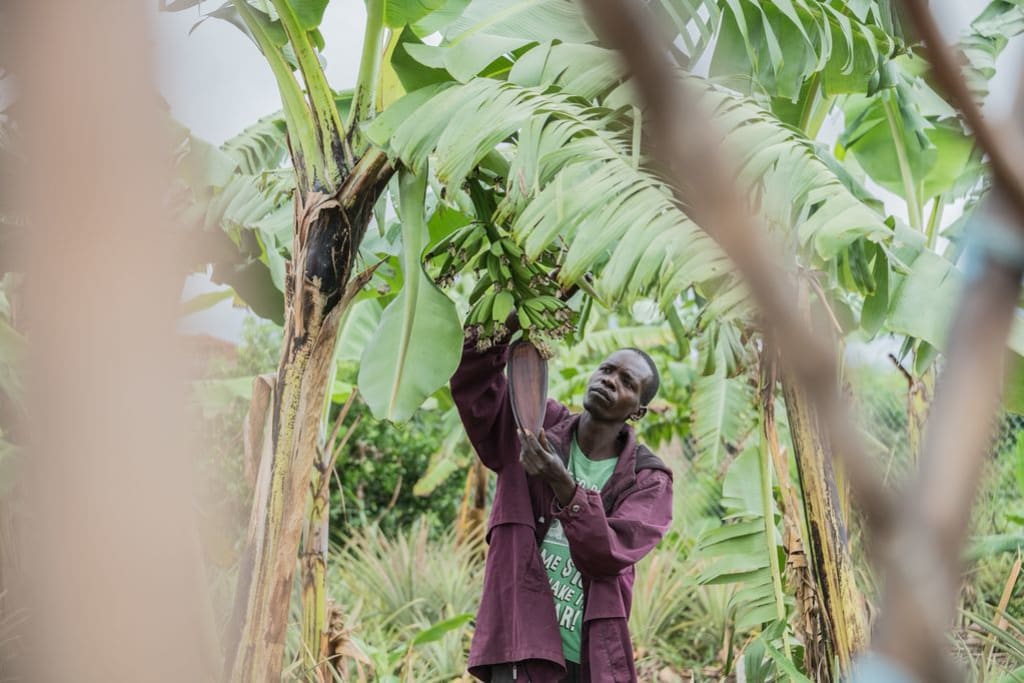 A man is pictured in the forest, picking from a banana tree.