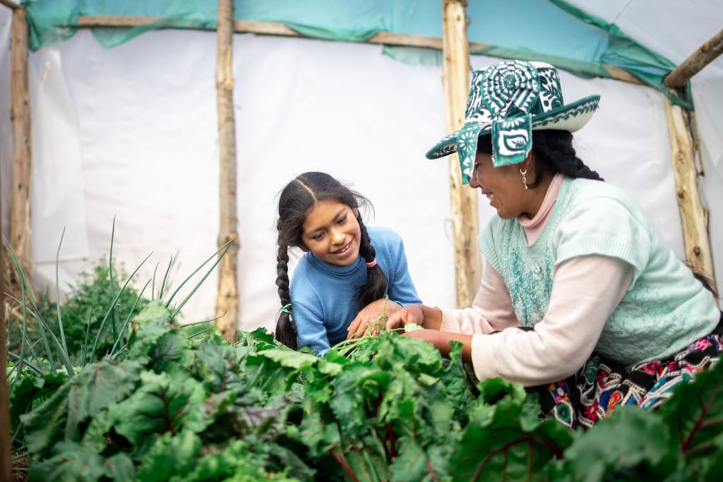 An eleven year old girl with a blue sweater and braided hair helps her mother who is wearing traditional Bolivian clothing and a hat. They are working in their greenhouse, tending to green vegetables.