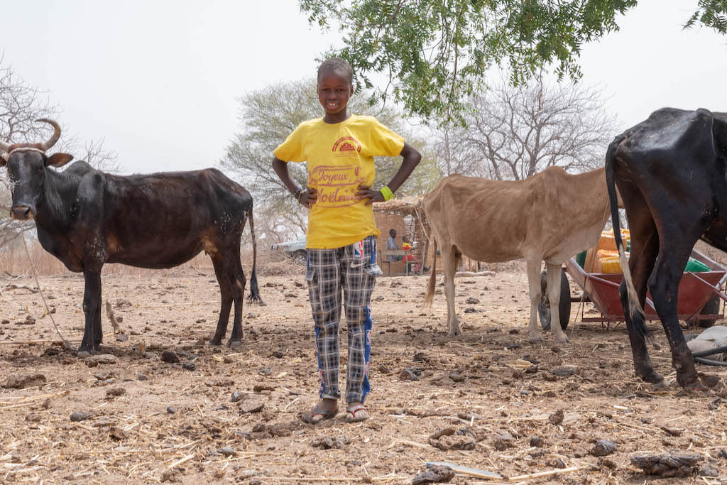 Awa is standing outside their compound with three cows behind her.