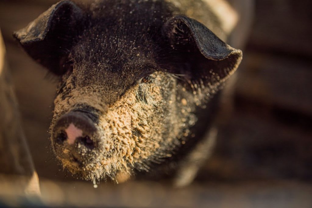 A close up of a pig's face covered in dirt