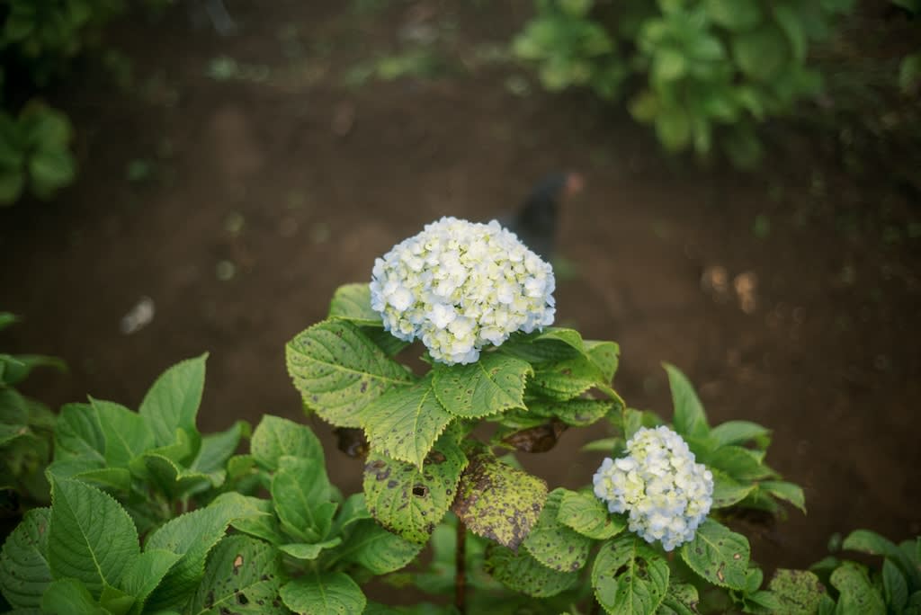 A blue and white hydrangea flower in a bush.
