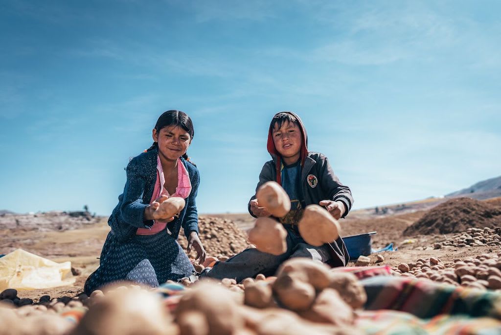 Flora, in a pink shirt, blue sweater, and shirt, is sitting on the ground with her brother as they sort a pile of potatoes.