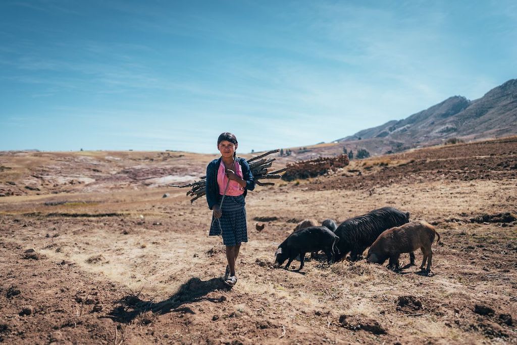 Flora, in a blue sweater and blue skirt, is walking in a field next to a group of pigs. She is carrying sticks of firewood on her back. One of her chores is to collect firewood.