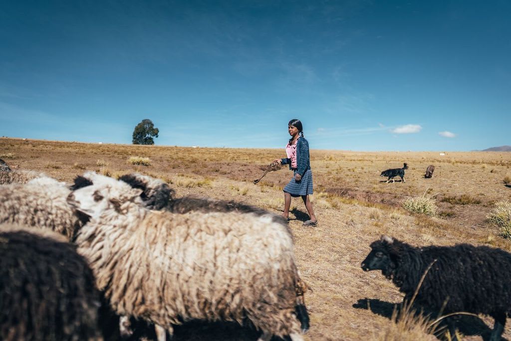 Flora, in a pink shirt, blue sweater and skirt, is walking in a field with some sheep. She carries a slingshot to keep them from straying and to warn other animals away from the flock. There is a dog in the background.