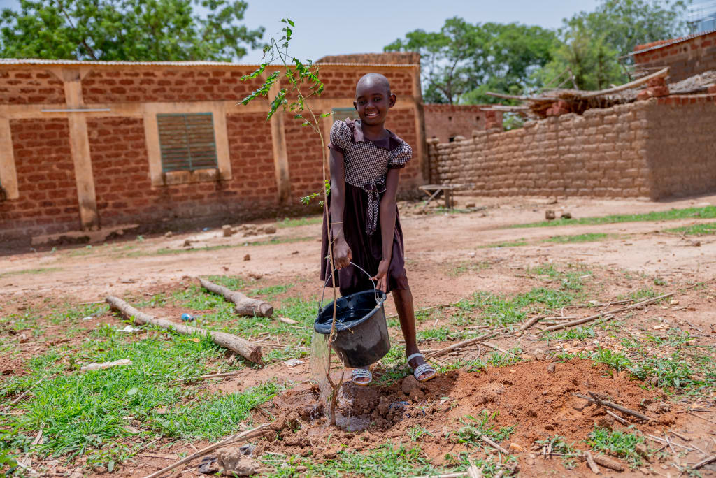 A girl in a brown dress pours a bucket of water on a sapling.