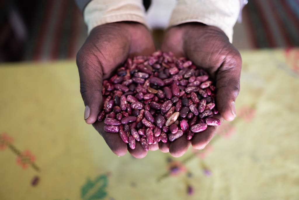 a woman with dark skin holds a small pile of dried red beans with her two hands. This is the crop she was able to harvest.