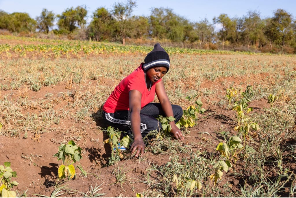 Janet kneels down in a field, examining some of her crops.