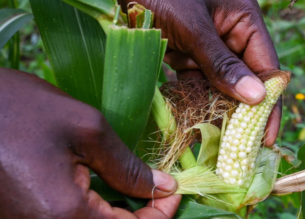 A farmer in Uganda shows a small corn in the leaves.