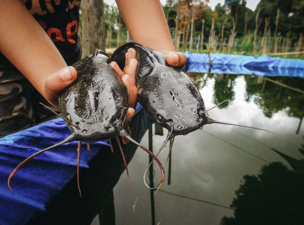 A close-up of two catfish.