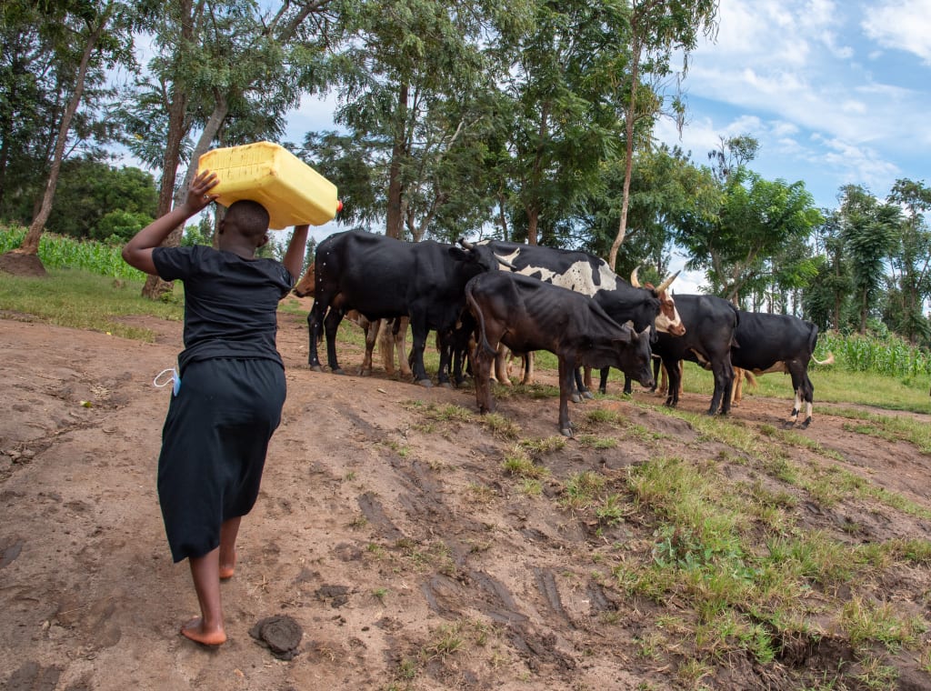 Emeline is wearing a black dress. She is walking up a hill carrying a yellow jerrycan of water on her head. There are cows and trees in the background.