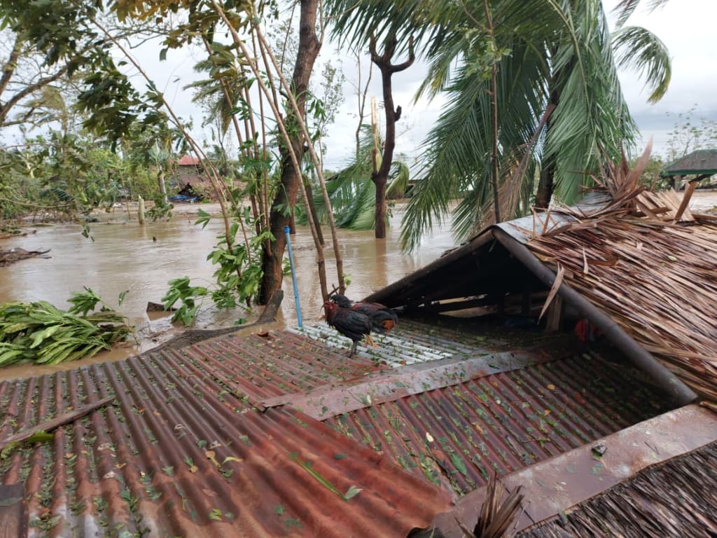 Two roosters stand on a roof with floodwaters surrounding
