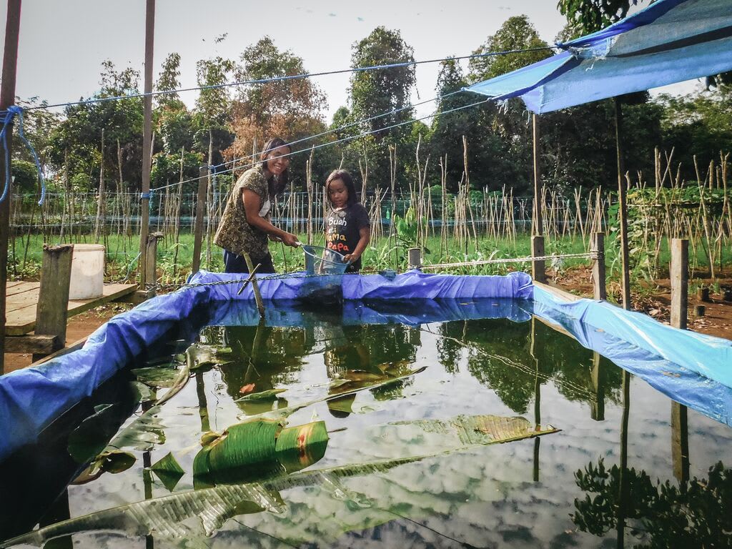 Meisy and her mom are at the end of their fish pond. In the fish pond is water, fish and banana leaves on top