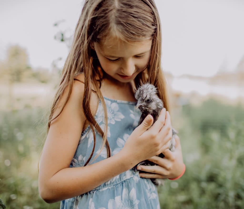 A girl in a blue dress holds a chick in her hands and looks down at it.