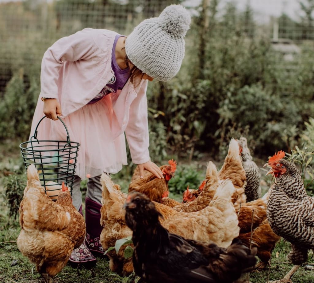 A girl in a pink outfit and a grey beanie bends over to pet some chickens