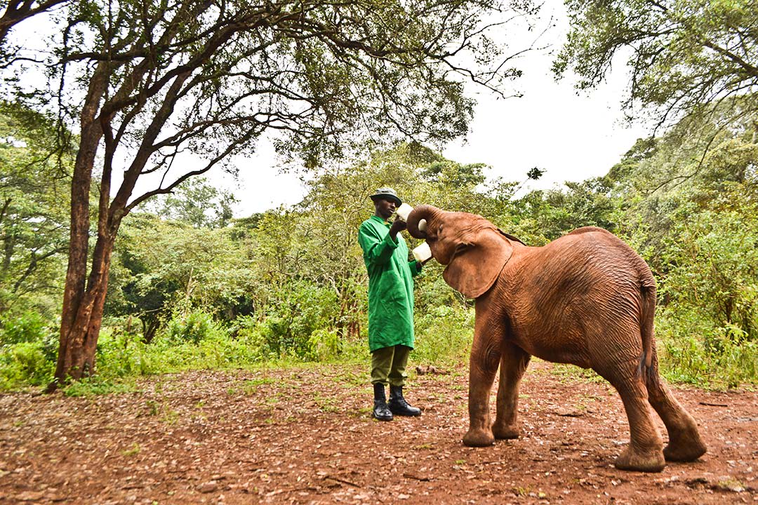 A man uses a large bottle to feed a baby elephant
