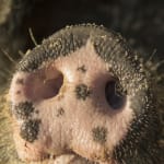 Links to How can a pig help save the rainforest?