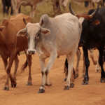 Links to 4 ways a cow can empower families after genocide