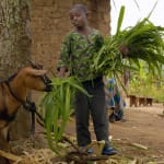 Links to Give goats to a family in Haiti this Christmas