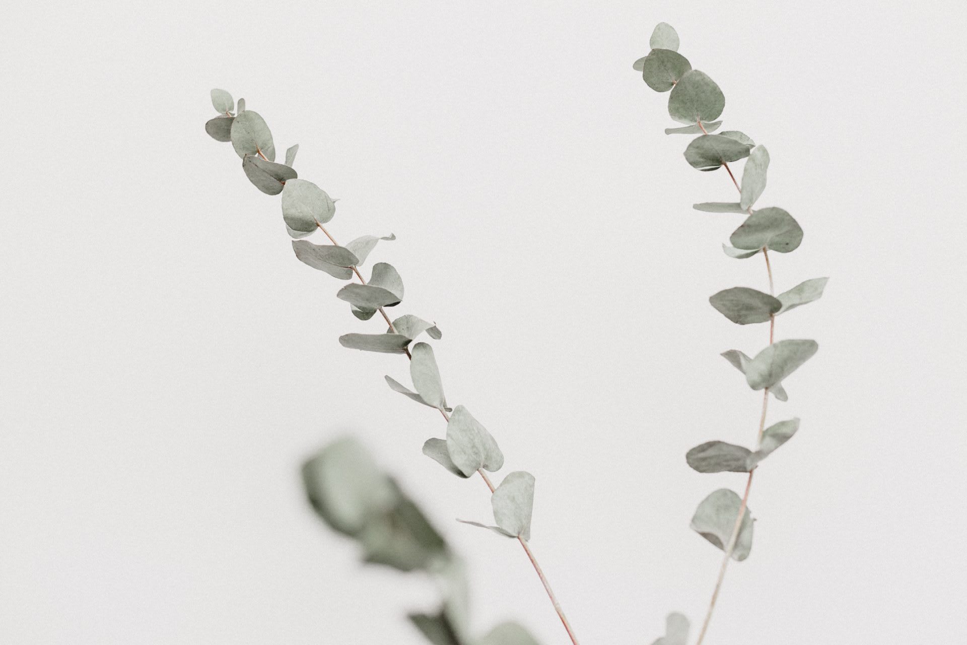 Dried eucalyptus branches against a white wall