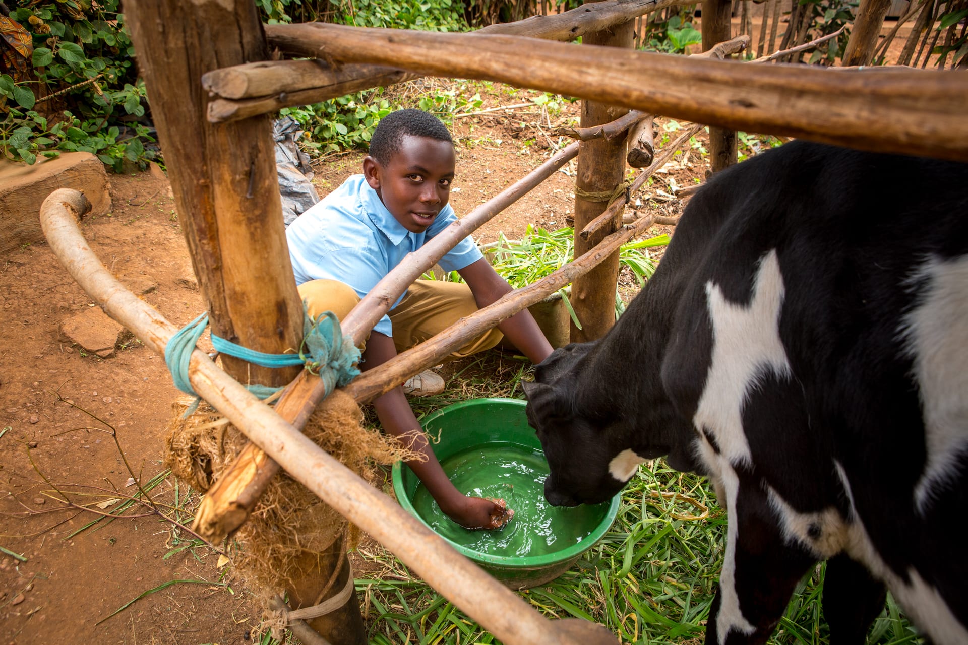 Little boy, Felix gives his cow a drink of water out of a green bucket.